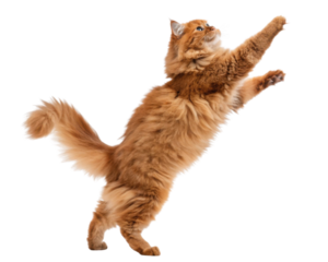 Fluffy persian cat with orange fur jumping and stretching its front paws upward showing playful and energetic behavior