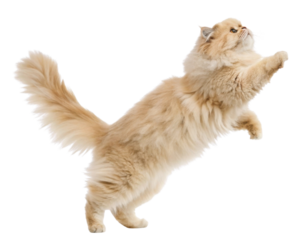 Fluffy persian cat with cream fur is captured mid jump showing playful energy and soft texture of its long hair coat