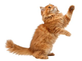 Fluffy Persian cat with orange fur playing and reaching up with its paw showing lively and curious behavior in bright setting