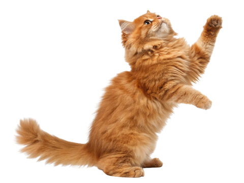 Fluffy Persian cat with orange fur playing and reaching up with its paw showing lively and curious behavior in bright setting