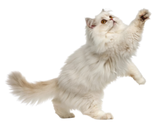 Fluffy Persian cat with creamy white fur and amber eyes reaching out playfully with its paw in lively and curious pose