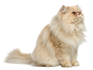Fluffy cream Persian cat with long fur sitting and looking up with curious eyes showing soft texture and gentle expression