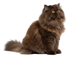 Fluffy brown Persian cat with long fur and bright eyes sitting calmly showing its elegant and soft coat in relaxed pose