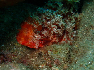 Escorpora