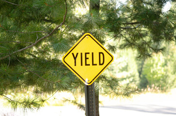  Yield Road Sign in Forest