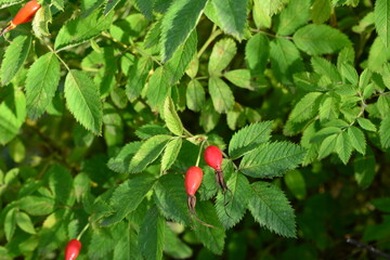 Rose Hips with Lush Green Foliage in Natural Light