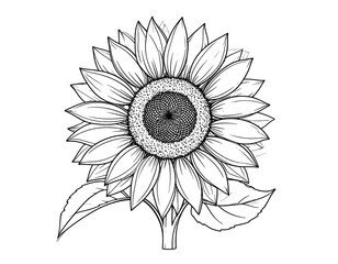 Fototapeta premium Detailed line drawing of a sunflower