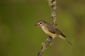 Warbling Vireo singing, taken in central MN in the wild