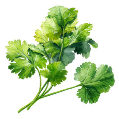 A watercolor painting of Cilantro, vector illustration on white background.