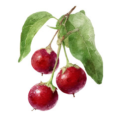 A watercolor painting of Chasteberry, vector illustration on white background.