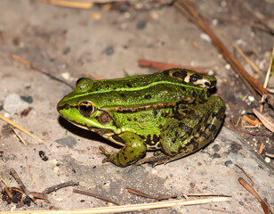 Obraz premium Green frog on ground