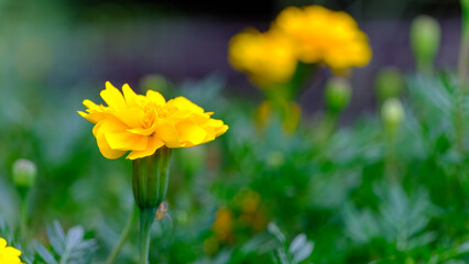 Fototapeta premium 鮮やかな黄色のマリーゴールドの花のクローズアップ