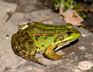 Green frog on rocks