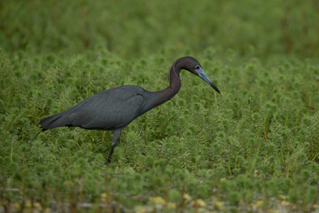 Little Blue Heron taken in SW Florida