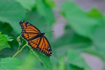 Viceroy Butterfly Resting on Green Leaves