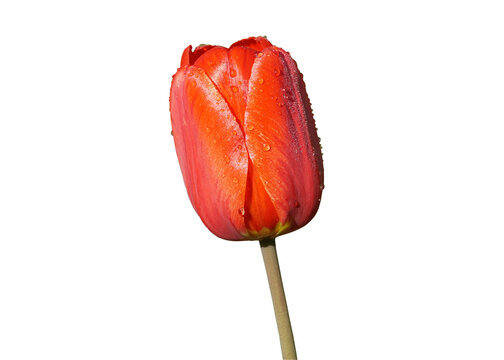 red tulip with dew on petals isolated on white background