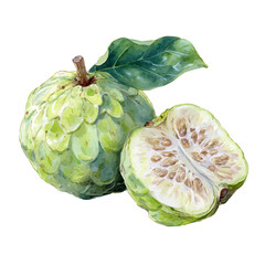 Watercolor vector illustration of Cherimoya, isolated on white background.