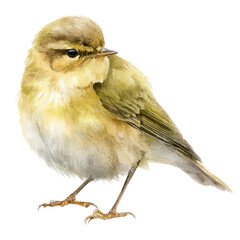 A watercolor painting of Chiffchaff, vector illustration on white background.