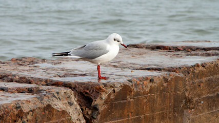 seagull on the beach