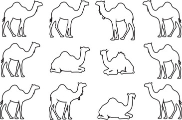 Obraz premium Silhouette Outline Set of Camels in Various Poses on White Background
