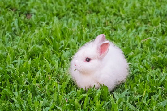 Little white Jersey Wooly baby rabbit is eating grass on green lawn in a farm