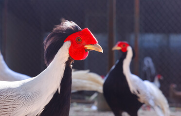 Male Silver pheasant inside of cage at the zoo, exotic animal wildlife portrait