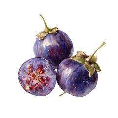 Watercolor vector illustration of Chasteberry, isolated on white background.