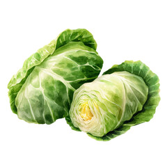 A watercolor painting of Cabbage Rolls, vector illustration on white background.