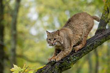 Bobcat taken in central MN under controlled conditions
