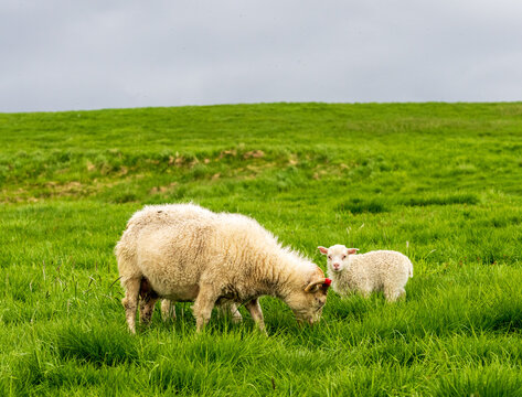 Sheep and lambs grazing the shores of Lake Myvatn and its unique pseudo-craters in Iceland's Myvatn Nature Reserve - Powered by Adobe
