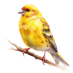 Watercolor vector illustration of Canary, isolated on white background.
