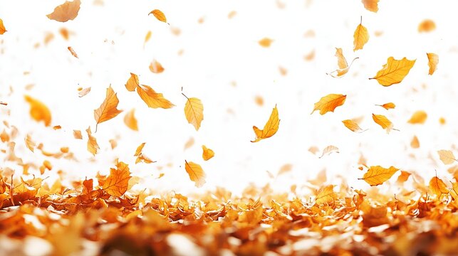 Golden autumn leaves floating and scattered on the ground against a white background, evoking a sense of serenity and the changing seasons