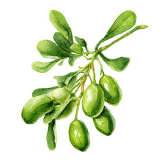 A watercolor painting of Christmas Mistletoe, vector illustration on white background.