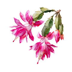 A watercolor painting of Christmas Cactus, vector illustration on white background.