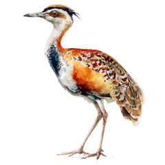 Bustard, watercolor painting, vector illustration, isolated on a white background.