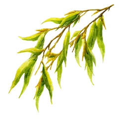 Watercolor vector illustration of Willow Bark, isolated on white background.