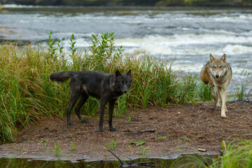 Gray Wolf at rivers edge taken under controlled conditions