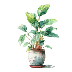 A watercolor painting of Cast Iron Plant, vector illustration on white background.