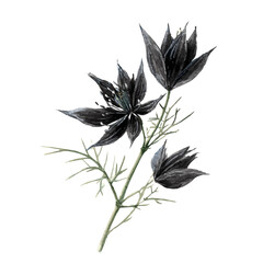 A watercolor painting of Black Cumin, vector illustration on white background.