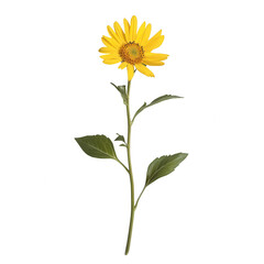 Fototapeta premium A single yellow sunflower with green leaves, isolated on transparent background