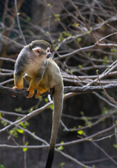 Fototapeta premium Squirrel Monkey
