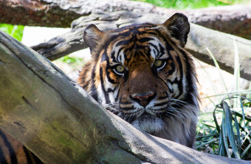 Obraz premium Sumatran Tiger