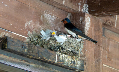 Barn swallow feeding chicks in nest under wooden roof, close-up.