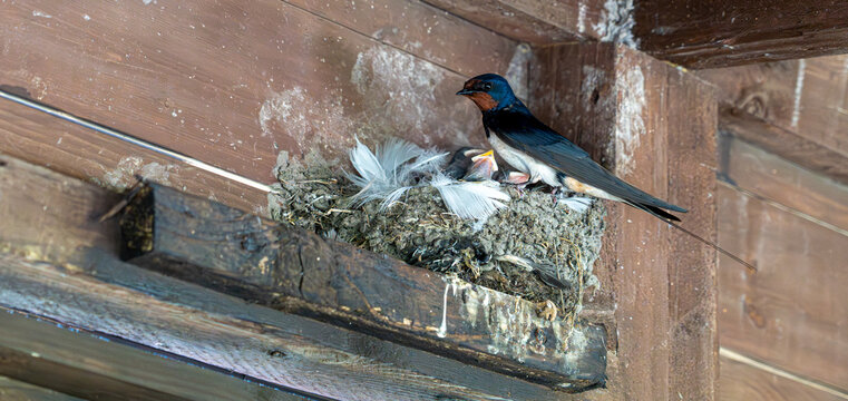 Barn swallow feeding chicks in nest under wooden roof, close-up.