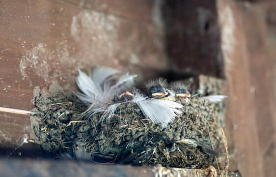Barn swallow Nest with chicks under wooden roof, close-up.