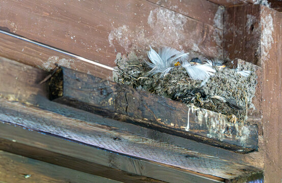 Barn swallow Nest with chicks under wooden roof, close-up.