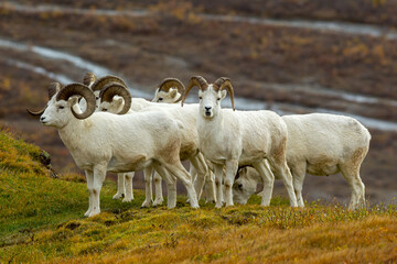 Dall Sheep group taken in Denali NP Alaska © Stan