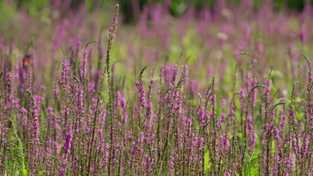A Field of Purple Lythrum Flowers in the Gentle Morning Breeze
