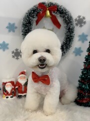 Cute white fluffy dog in red bow tie with Christmas decorations on white background