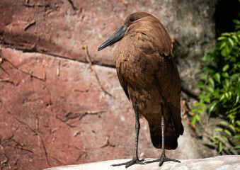 Hamerkop